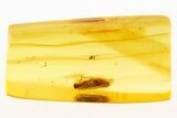 Detailed Fossil Caddisfly and True Midge In Baltic Amber #288524-1